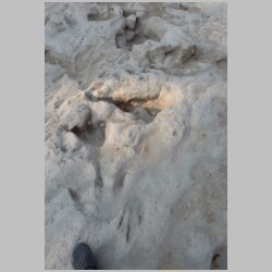 01-DSCN0398cr Baby at bottom.jpg